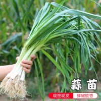 密云农业 自种新鲜蔬菜 蒜苗500g