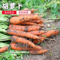 密水农家新鲜胡萝卜榨汁胡萝卜新鲜蔬菜煲汤宝宝食材 胡萝卜2000g