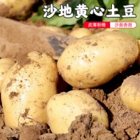 密云农业 本地自种沙地土豆 农家马铃薯500g 新鲜时令生鲜蔬菜