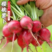 农家本地自种樱桃萝卜 现摘生吃水萝卜 新鲜时令蔬菜400g